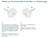 Roche SARS-CoV-2 Rapid Antigen Test Nasal (ondiepe ...